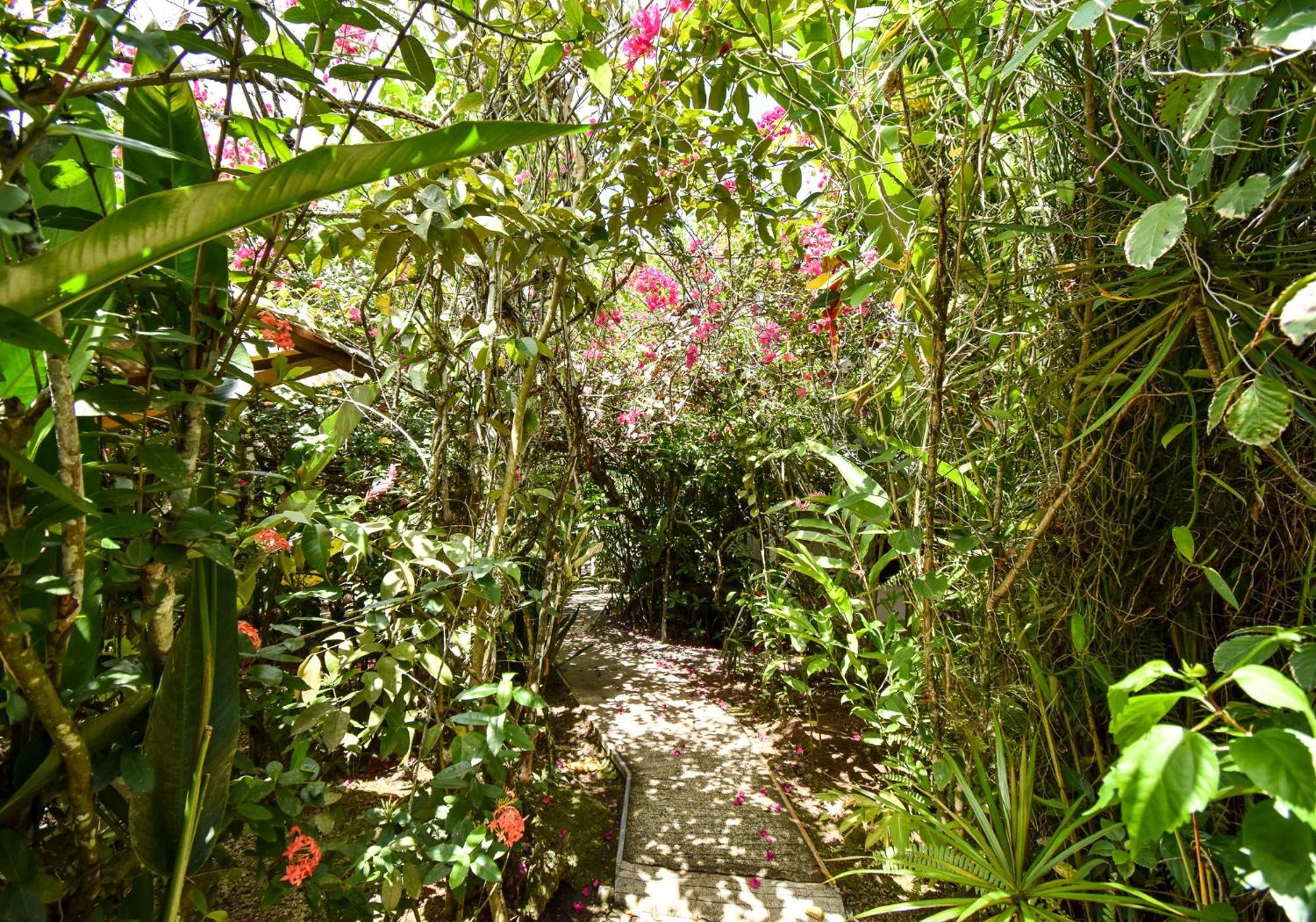 Cabinas Jacaranda Puerto Viejo de Talamanca Exteriér fotografie